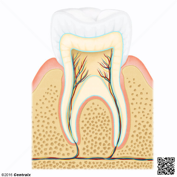 Dentina