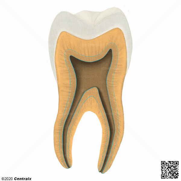 Dentina Secundaria