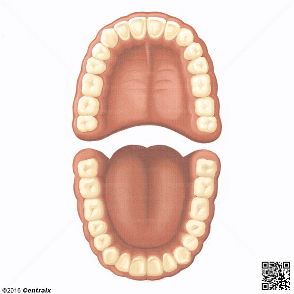 Denticin Permanente