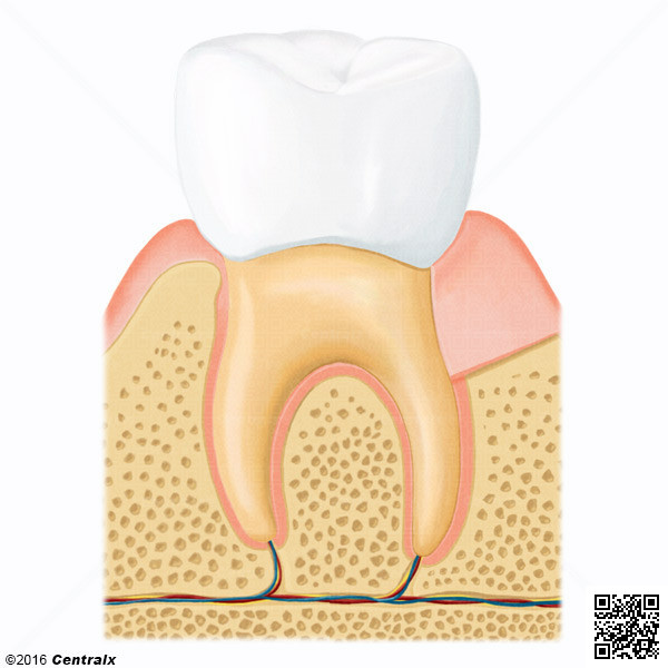 Diente Molar