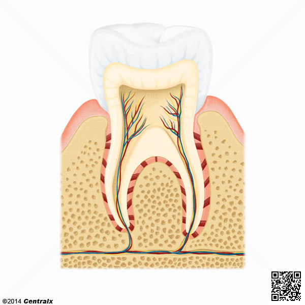 Ligamento Periodontal