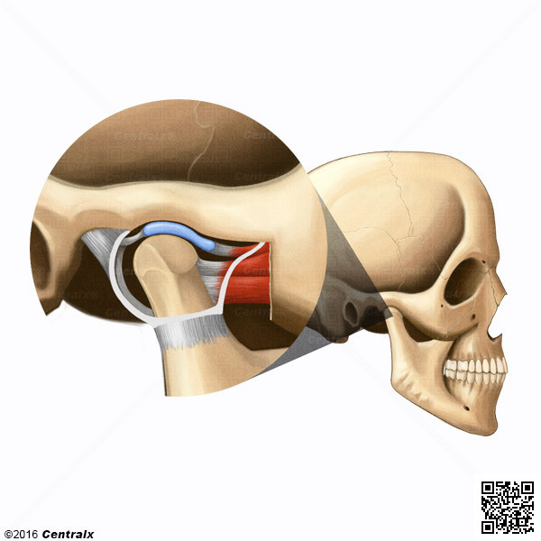 Cndilo Mandibular