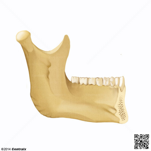 Procesos Alveolares