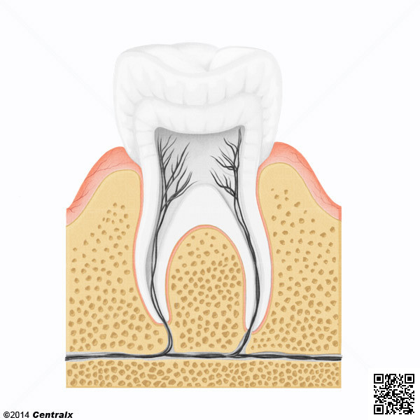 Alveolo Dental