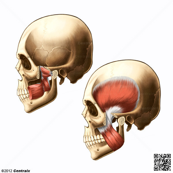 Msculos Masticadores