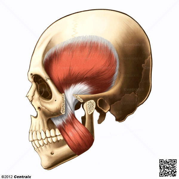 Msculo Temporal