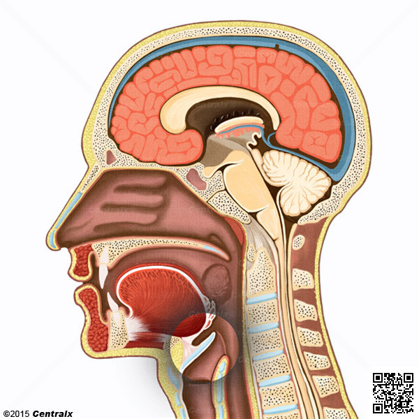 Epiglotis