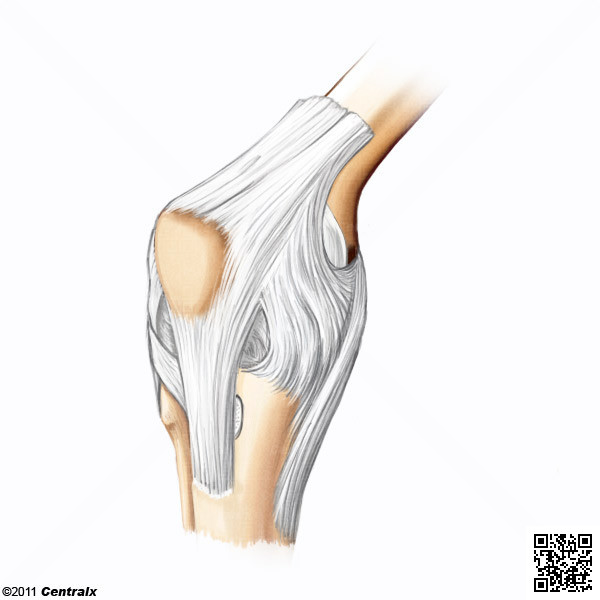 Articulacin de la Rodilla