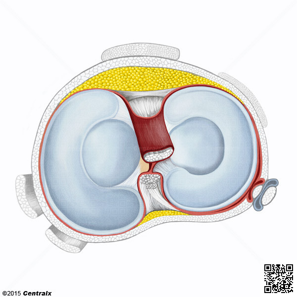 Meniscos Tibiales
