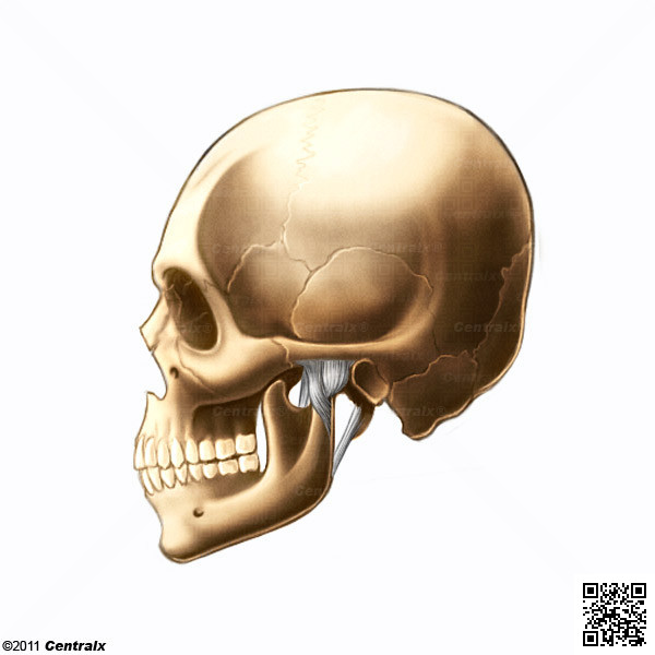 Articulacin Temporomandibular