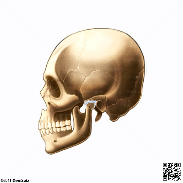 Disco de la Articulacin Temporomandibular