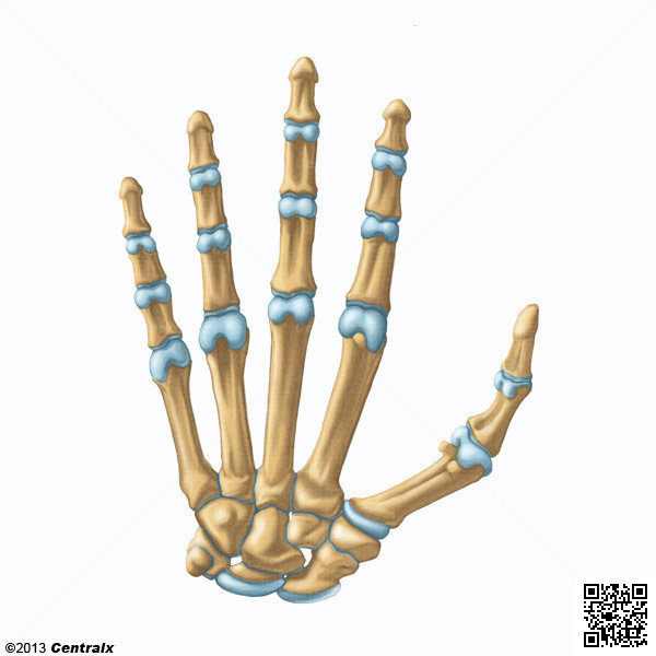 Articulaciones de la Mano