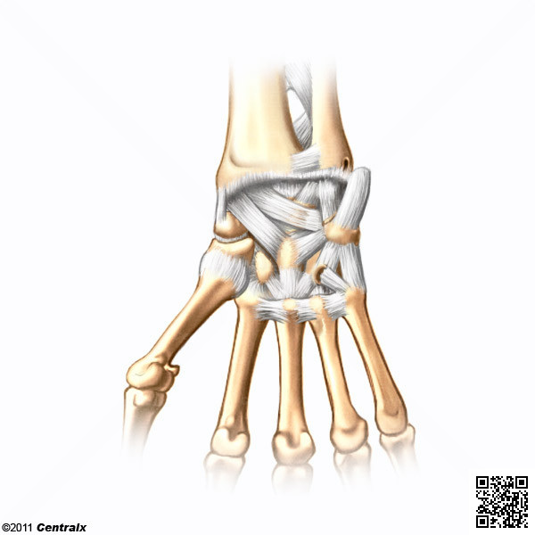 Articulacin de la Mueca