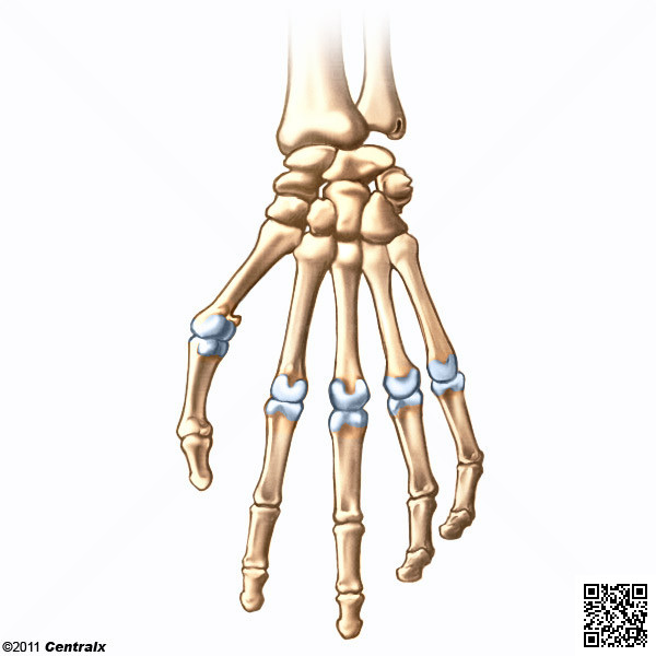 Articulacin Metacarpofalngica