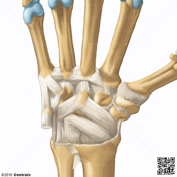 Articulaciones del Carpo