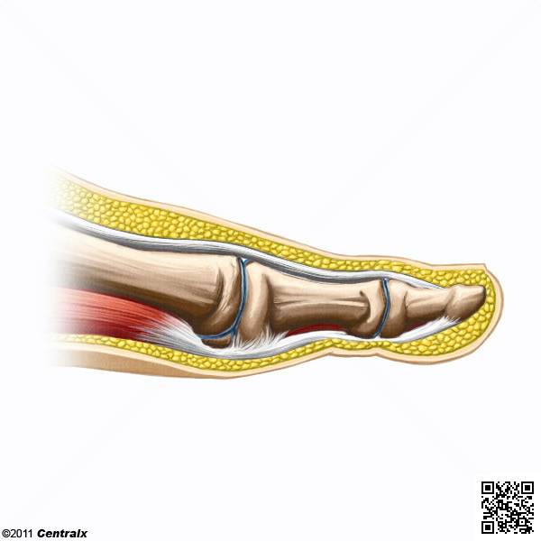 Articulacin del Dedo del Pie