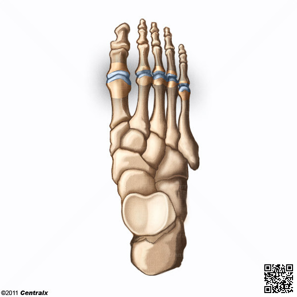 Articulacin Metatarsofalngica