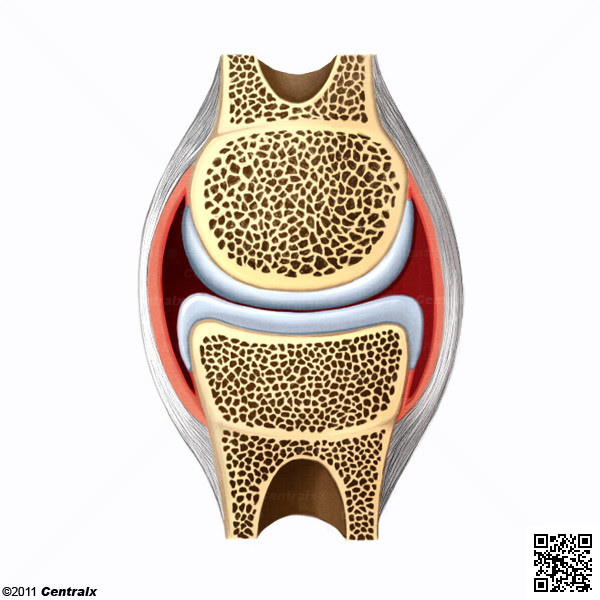 Cpsula Articular