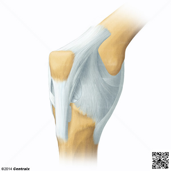 Ligamentos Articulares