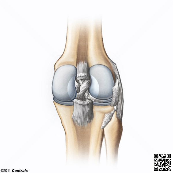 Ligamento Cruzado Posterior