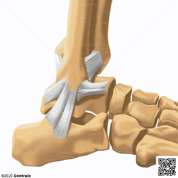 Ligamentos Laterales del Tobillo