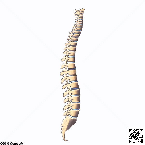 Columna Vertebral