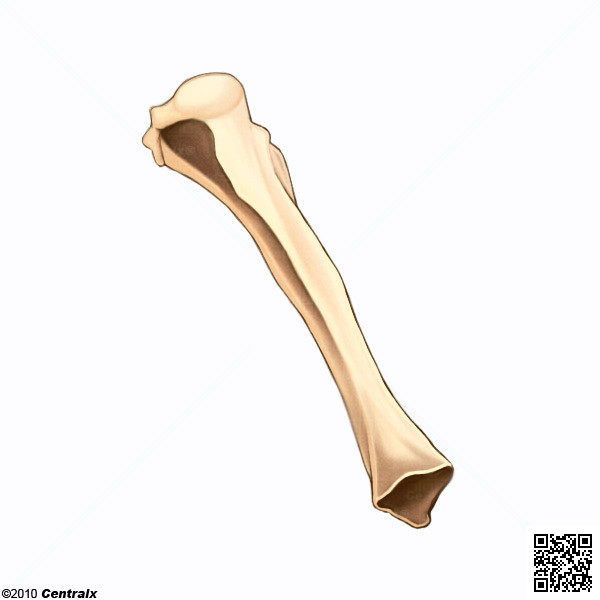 Tibia