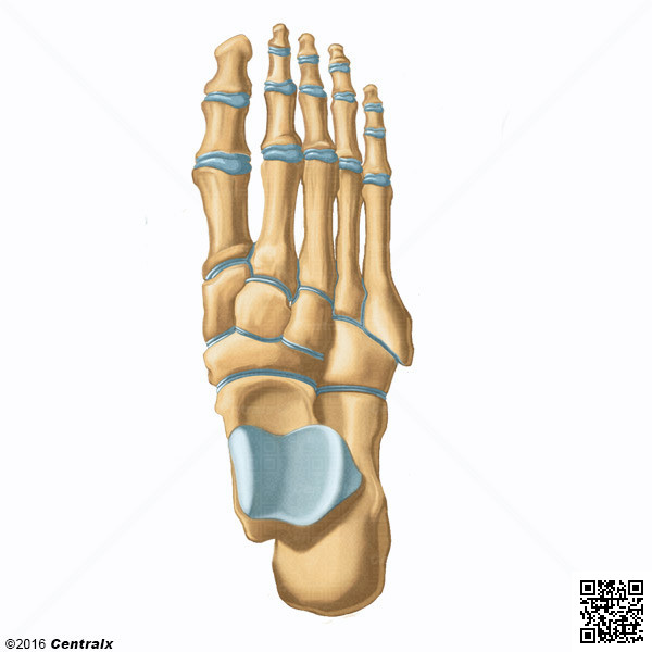 Falanges de los Dedos del Pie