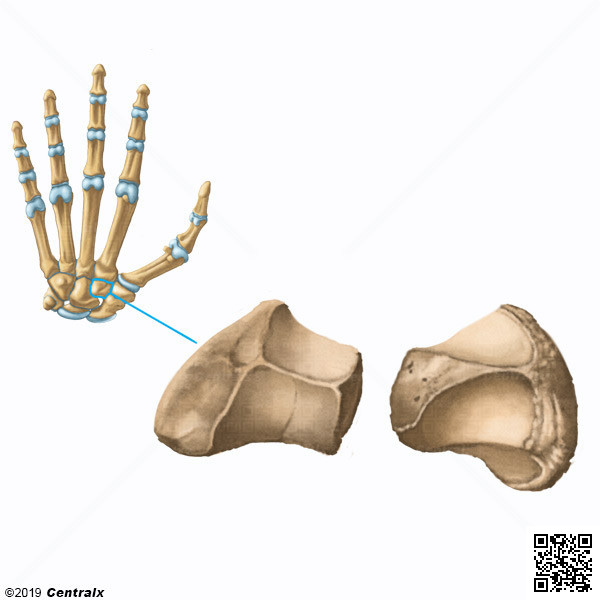 Hueso Trapezoide