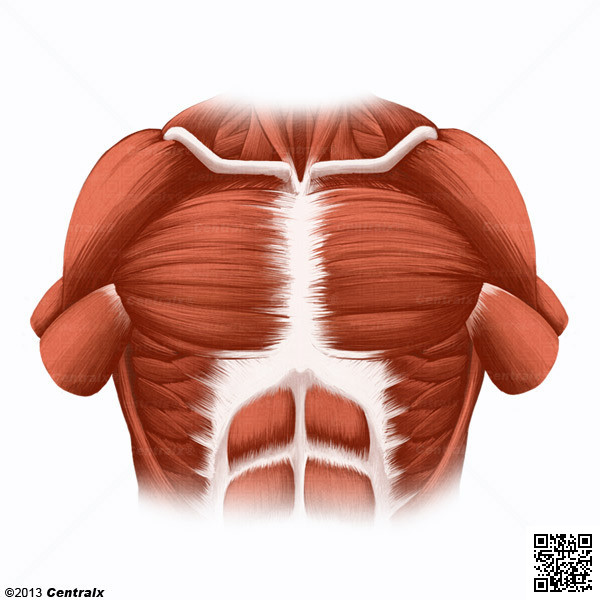 Músculos Pectorales