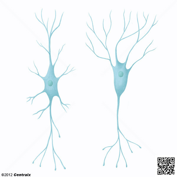 Interneuronas