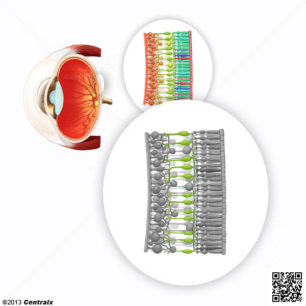 Clulas Bipolares de la Retina