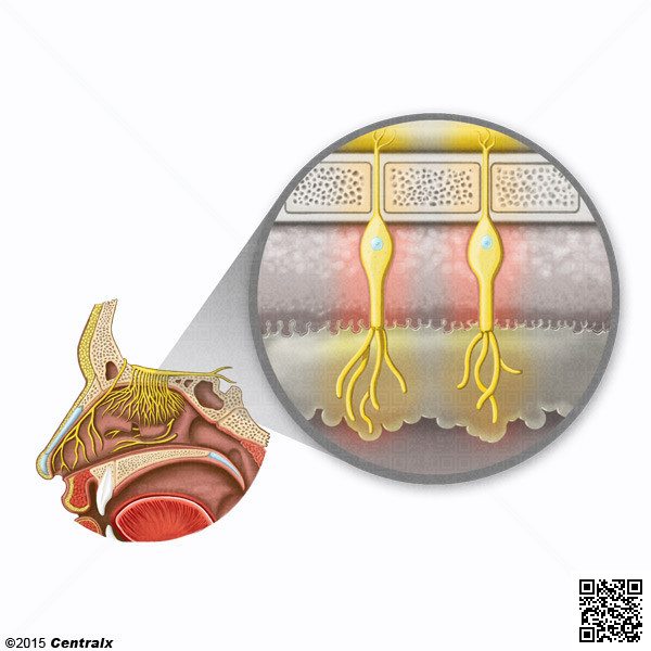 Neuronas Receptoras Olfatorias