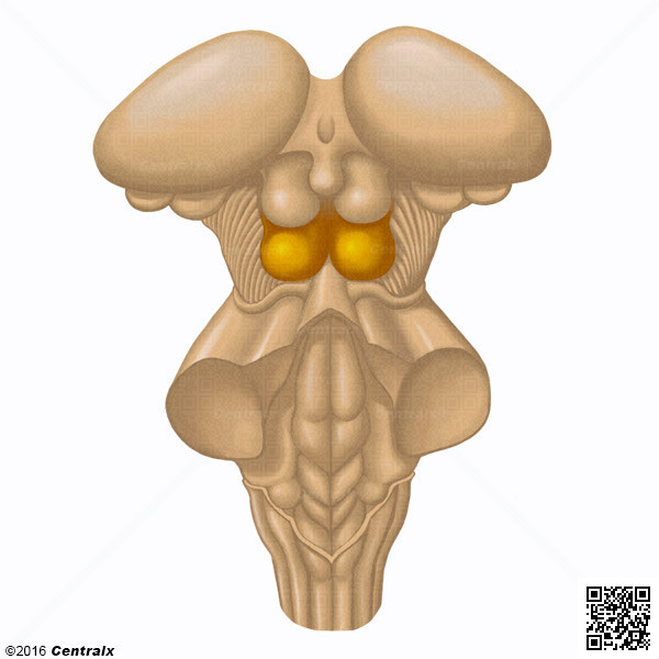 Colculos Inferiores