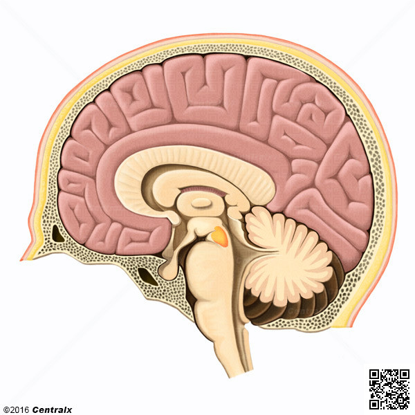 rea Tegmental Ventral