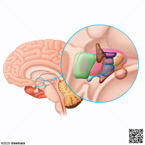 Hipotlamo Anterior