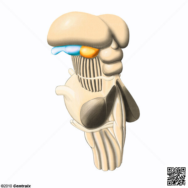 Cuerpos Geniculados