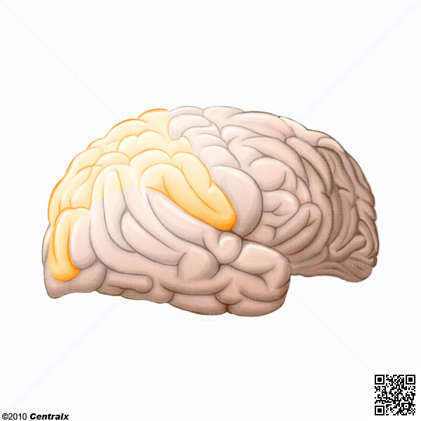 Lbulo Parietal