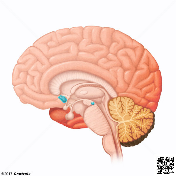 Ncleo Accumbens