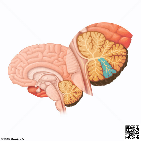 Corteza Cerebelosa