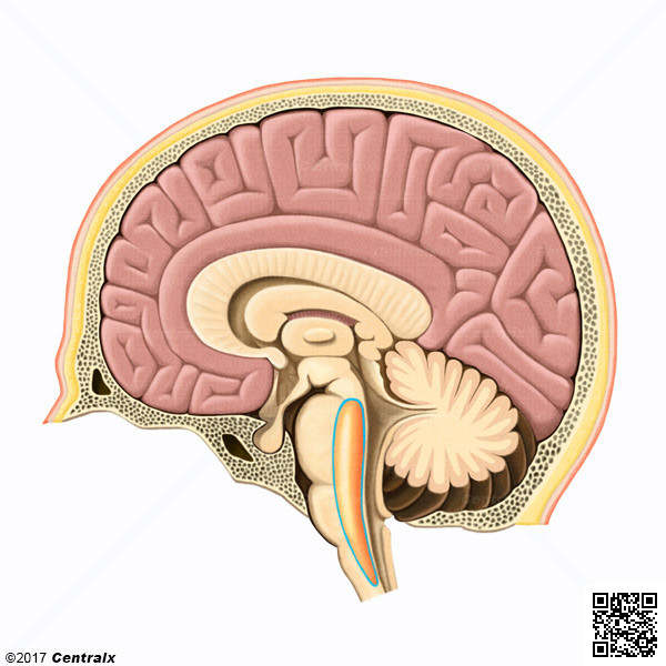 Formacin Reticular