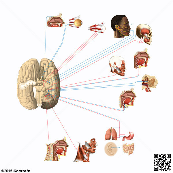 Ganglios Sensoriales