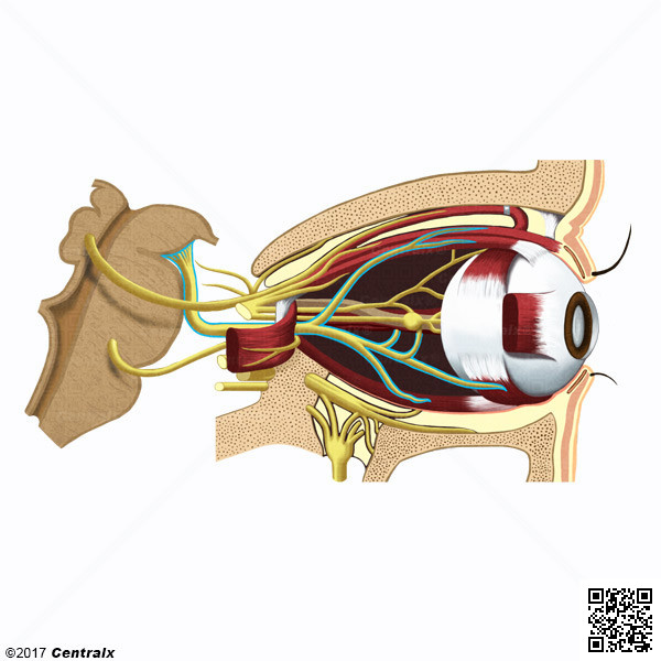 Nervio Oculomotor