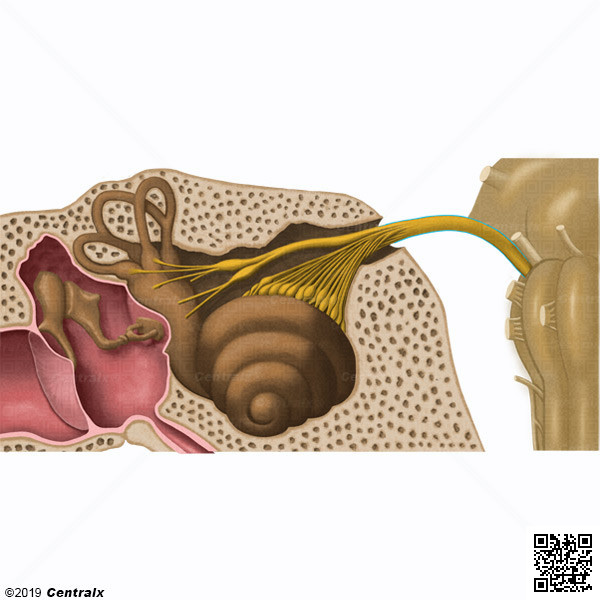 Nervio Vestibulococlear