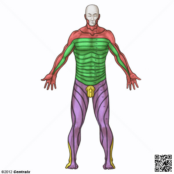 Dermatomas Vista Posterior