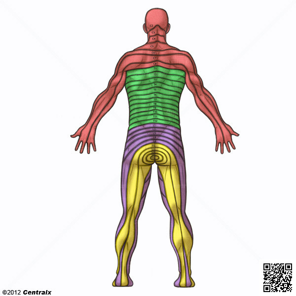 Dermatomos Vista Anterior