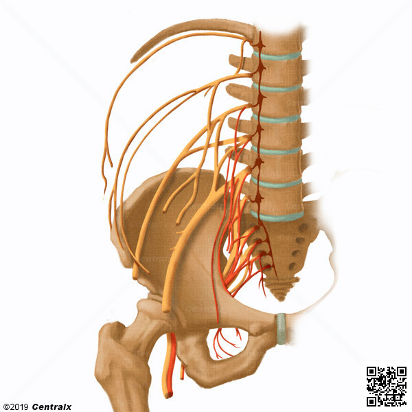 Plexo Lumbosacro