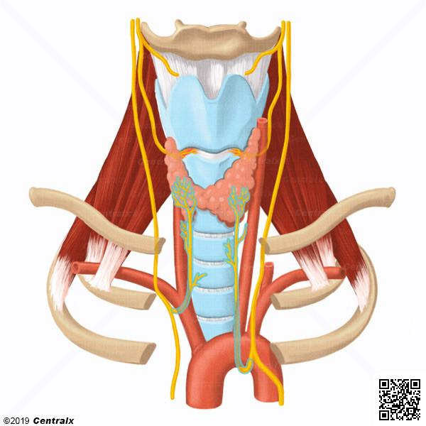 Nervio Larngeo Recurrente