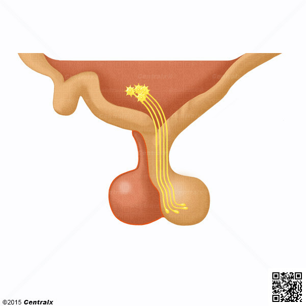 Adenohipfisis