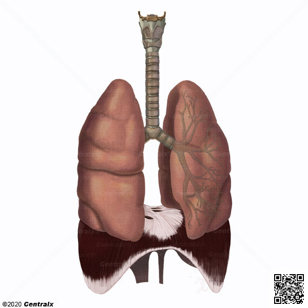 Sistema Respiratorio